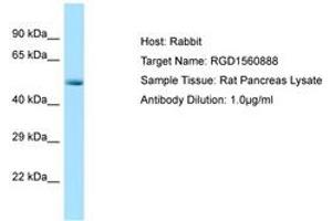 Image no. 1 for anti-Cyclin-Dependent Kinase 8 (CDK8) (N-Term) antibody (ABIN6749807)