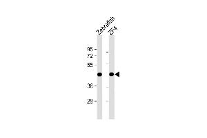 All lanes : Anti-DANRE actba Antibody (Center) at 1:1000 dilution Lane 1: Zebrafish lysate Lane 2: ZF4 whole cell lysate Lysates/proteins at 20 μg per lane. (Actba (AA 188-215) antibody)