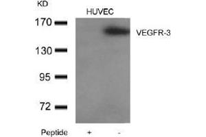 Western blot analysis of extracts from HUVEC cells using VEGFR-3and the same antibody preincubated with blocking peptide. (FLT4 antibody  (AA 1279-1283))