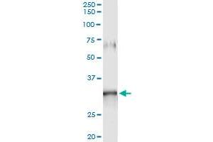 Immunoprecipitation of GIMAP5 transfected lysate using anti-GIMAP5 monoclonal antibody and Protein A Magnetic Bead , and immunoblotted with GIMAP5 MaxPab rabbit polyclonal antibody. (GIMAP5 antibody  (AA 1-307))