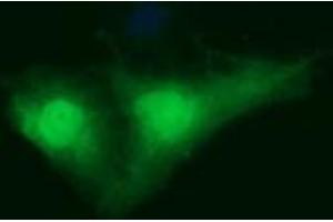 Image no. 1 for anti-Indoleamine 2,3-Dioxygenase 1 (IDO1) antibody (ABIN1498791) (IDO1 antibody)