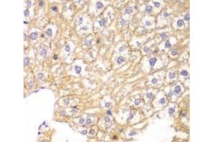 Immunohistochemistry of paraffin-embedded Mouse liver using PPP2R2A Polyclonal Antibody at dilution of 1:100 (40x lens). (PPP2R2A antibody)