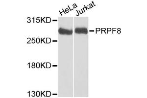 Western blot analysis of extracts of various cell lines, using PRPF8 antibody (ABIN5973594) at 1/1000 dilution. (PRPF8 antibody)