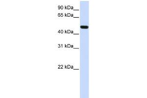 WB Suggested Anti-FOXA1 Antibody Titration:  0. (FOXA1 antibody  (N-Term))