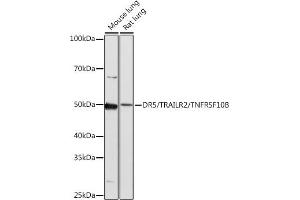 Western blot analysis of extracts of various cell lines, using DR5/TR/TNFRSF10B antibody (ABIN7271062) at 1:1000 dilution. (TNFRSF10B antibody)