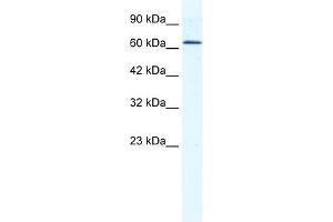 WB Suggested Anti-DDX21 Antibody Titration:  1. (DDX21 antibody  (C-Term))