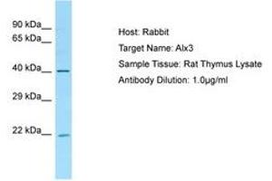Image no. 1 for anti-ALX Homeobox 3 (ALX3) (AA 51-100) antibody (ABIN6749821) (ALX3 antibody  (AA 51-100))