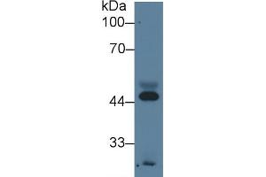Detection of APOA4 in Human Serum using Monoclonal Antibody to Apolipoprotein A4 (APOA4) (APOA4 antibody  (AA 21-382))
