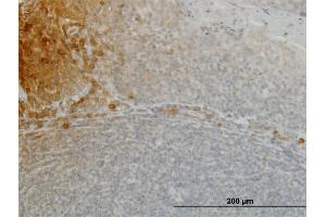 Immunoperoxidase of monoclonal antibody to FGF21 on formalin-fixed paraffin-embedded human tonsil. (FGF21 antibody  (AA 30-209))
