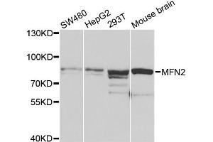Western blot analysis of extracts of various cell lines, using MFN2 antibody (ABIN4904362) at 1:1000 dilution. (MFN2 antibody)