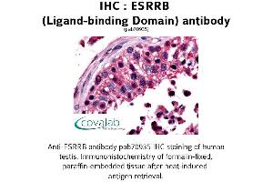 Image no. 1 for anti-Estrogen-Related Receptor beta (ESRRB) antibody (ABIN1734153) (ESRRB antibody)