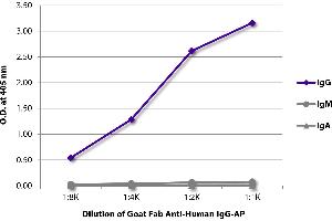 ELISA plate was coated with purified human IgG, IgM, and IgA. (Goat anti-Human IgG (Heavy Chain) Antibody (Alkaline Phosphatase (AP)))