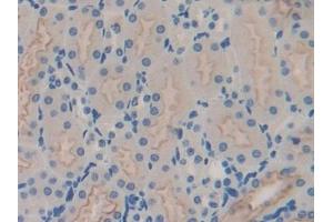 GNG8 antibody  (AA 1-70)