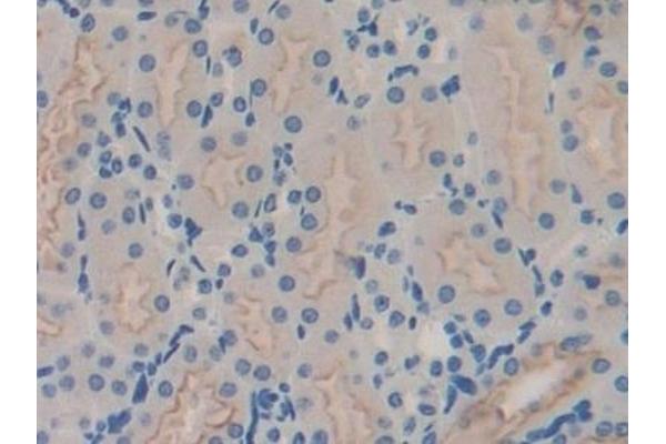 GNG8 antibody  (AA 1-70)