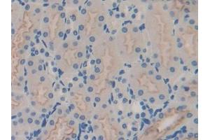 Detection of GNg8 in Mouse Kidney Tissue using Polyclonal Antibody to G Protein Gamma 8 (GNg8)