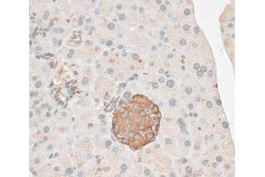 Immunohistochemistry of paraffin-embedded Mouse pancreas using PDP2 Polyclonal Antibody at dilution of 1:100 (40x lens). (PDP2 antibody)