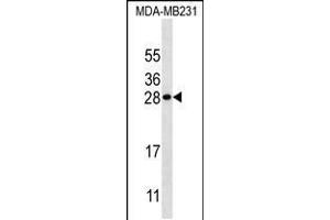 Western blot analysis in MDA-MB231 cell line lysates (35ug/lane). (Kallikrein 7 antibody  (AA 67-97))