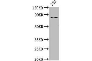 Western Blot Positive WB detected in: 293 whole cell lysate All lanes: LAS1L antibody at 3. (LAS1L antibody  (AA 490-565))