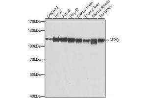 Western blot analysis of extracts of various cell lines using SFPQ Polyclonal Antibody at dilution of 1:1000. (SFPQ antibody)