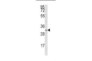 Western blot analysis of SNAI Antibody  in 293 cell line lysates (35 μg/lane). (SNAI antibody)