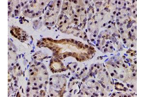 ABIN6267554 at 1/200 staining human duodenum tissue sections by IHC-P.