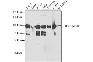 Western blot analysis of extracts of various cell lines, using KIF2C/MCAK antibody (ABIN6128155, ABIN6142869, ABIN6142870 and ABIN6221103) at 1:1000 dilution. (KIF2C antibody  (AA 1-190))