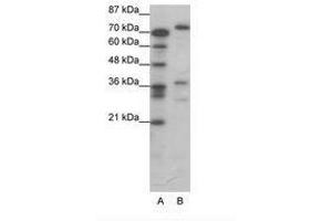 Image no. 1 for anti-CAMP Responsive Element Binding Protein 3 (CREB3) (AA 247-296) antibody (ABIN6736064)