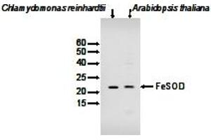 Image no. 1 for anti-Chloroplastic Fe-Dependent Superoxide Dismutase (FeSOD) antibody (ABIN2749232) (FeSOD antibody)