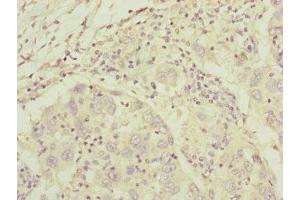 C8A antibody  (AA 310-460)