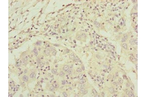 C8A antibody  (AA 310-460)