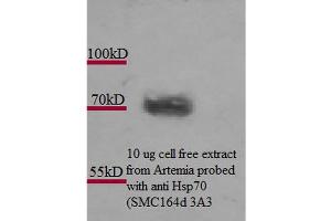 Western Blot analysis of Artemia franciscanna (brine shrimp) cell lysates showing detection of Hsp70 protein using Mouse Anti-Hsp70 Monoclonal Antibody, Clone 3A3 . (HSP70 antibody  (PE))