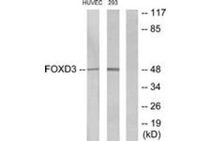 Western blot analysis of extracts from HuvEc/293 cells, using FOXD3 Antibody. (FOXD3 antibody  (AA 211-260))