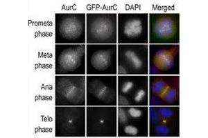 Immunofluorescence staining of HeLa cells expressing GFP-Aurora-C performed at different cellular mitotic stages with the A) Aurora-C antibody, B) GFP fluorescence, C) DAPI nuclear staining, and D) anti-Aurora C merged to DAPI staining. (Aurora Kinase C antibody  (AA 3-38))