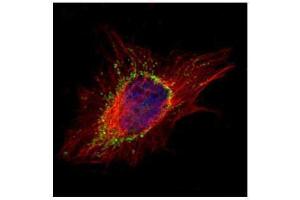 ICC/IF Image Confocal immunofluorescence analysis (Olympus FV10i) of methanol-fixed HeLa, using AP1S2, antibody (Green) at 1:500 dilution. (AP1S2 antibody  (full length))