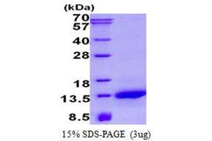 Image no. 1 for NADH Dehydrogenase (Ubiquinone) 1 alpha Subcomplex, 2, 8kDa (NDUFA2) protein (His tag) (ABIN1098431) (NDUFA2 Protein (His tag))