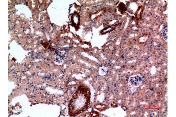 E2F4 antibody