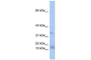 SF3B14 antibody used at 1 ug/ml to detect target protein. (Pre-mRNA Branch Site Protein p14 (SF3B14) (N-Term) antibody)