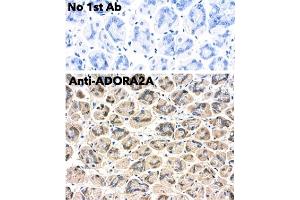 Immunohistochemistry (IHC) image for anti-Adenosine A2a Receptor (ADORA2A) (C-Term) antibody (ABIN7272985) (Adenosine A2a Receptor antibody  (C-Term))