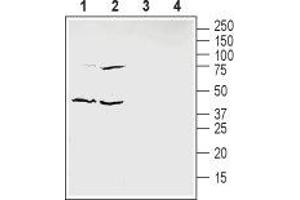Western blot analysis of mouse enriched brain membranes (lanes 1 and 3) and human HT-29 colon adenocarcinoma cells lysate (lanes 2 and 4): - 1,2.