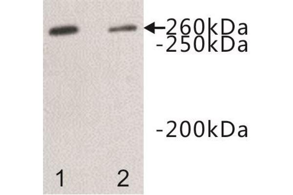 DOPEY2 antibody