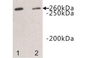 Western Blotting (WB) image for anti-Dopey Family Member 2 (DOPEY2) antibody (ABIN1854968) (DOPEY2 antibody)