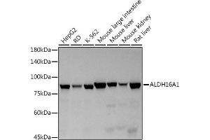 Western blot analysis of extracts of various cell lines, using (ABIN7265537) at 1:500 dilution. (ALDH16A1 antibody)
