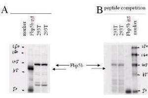 Western blot using  affinity purified anti-Fbp5B antibody. (FBXO43 antibody  (AA 466))