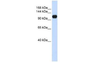 KIAA0692 antibody used at 1 ug/ml to detect target protein. (ANKLE2 antibody  (Middle Region))
