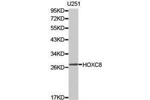 Western Blotting (WB) image for anti-Homeobox C8 (HOXC8) antibody (ABIN1873076) (HOXC8 antibody)