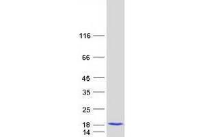 Validation with Western Blot (TIMM10B Protein (Myc-DYKDDDDK Tag))
