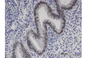 Immunoperoxidase of monoclonal antibody to ZNF24 on formalin-fixed paraffin-embedded human endometrium. (ZNF24 antibody  (AA 1-368))