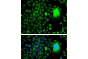 Immunofluorescence analysis of A-549 cells using TAF5 Polyclonal Antibody (TAF5 antibody)