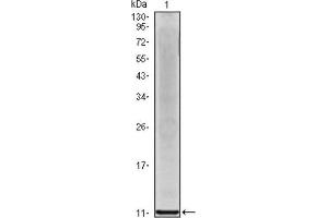 Western Blotting (WB) image for anti-Interleukin 8 (IL8) antibody (ABIN1844064) (IL-8 antibody)