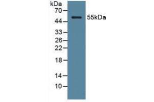 Figure. (ODC1 antibody  (AA 15-259))